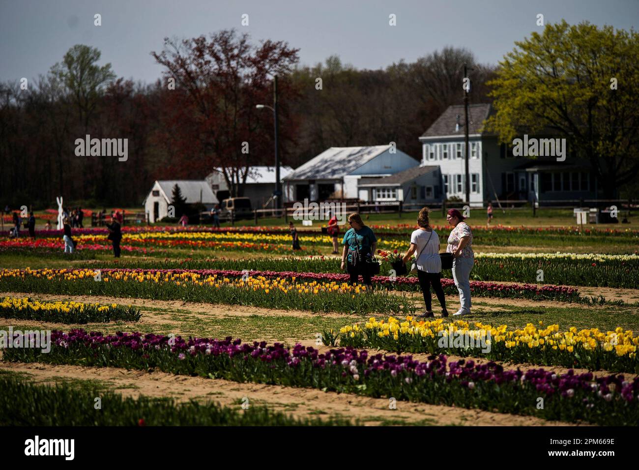 Besucher besuchen das TulipMania auf dem Dalton Farms 2023 Tulip
