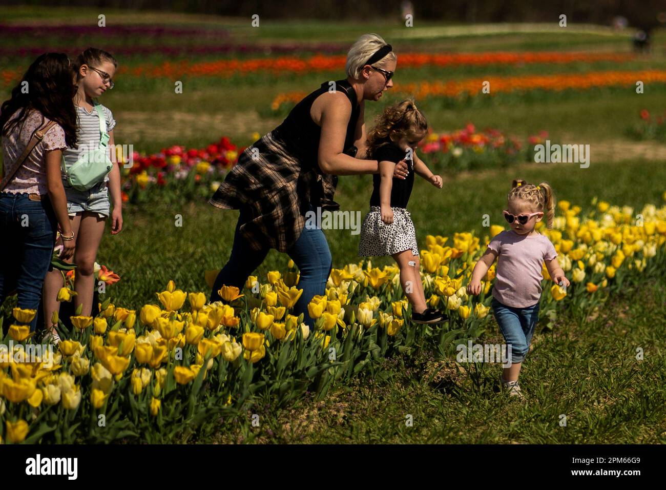 Besucher besuchen das TulipMania auf dem Dalton Farms 2023 Tulip