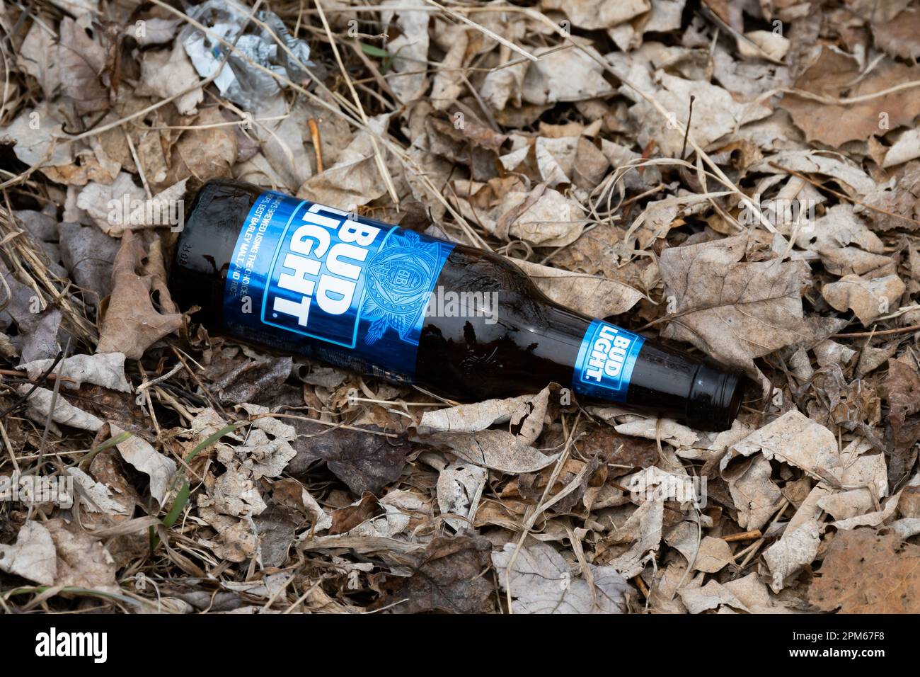 In den Adirondack Mountains, NY, USA, wird eine Bud Light-Flasche in die Blätter geworfen Stockfoto