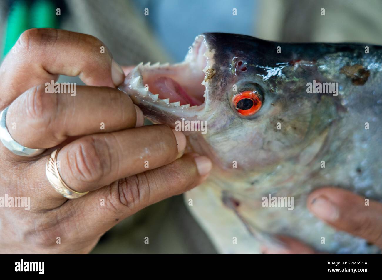 Redeye Piranha (Serrasalmus rhombeus) mit messerscharfen Zähnen Stockfoto