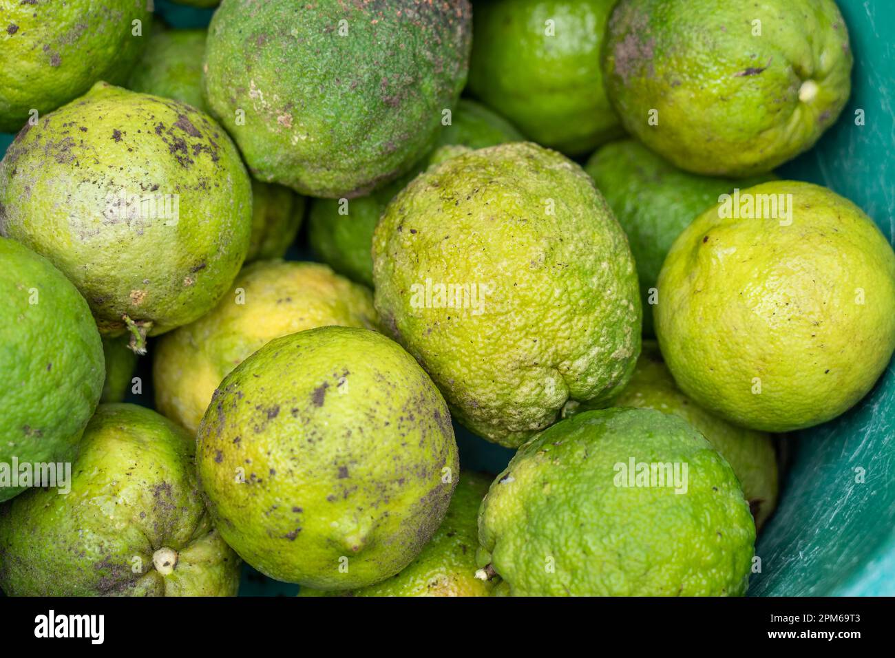 Toronja (Grapefruit) ist ein subtropischer Zitrusbaum, der für seinen sauren bis halbsüßen Geschmack bekannt ist. Stockfoto