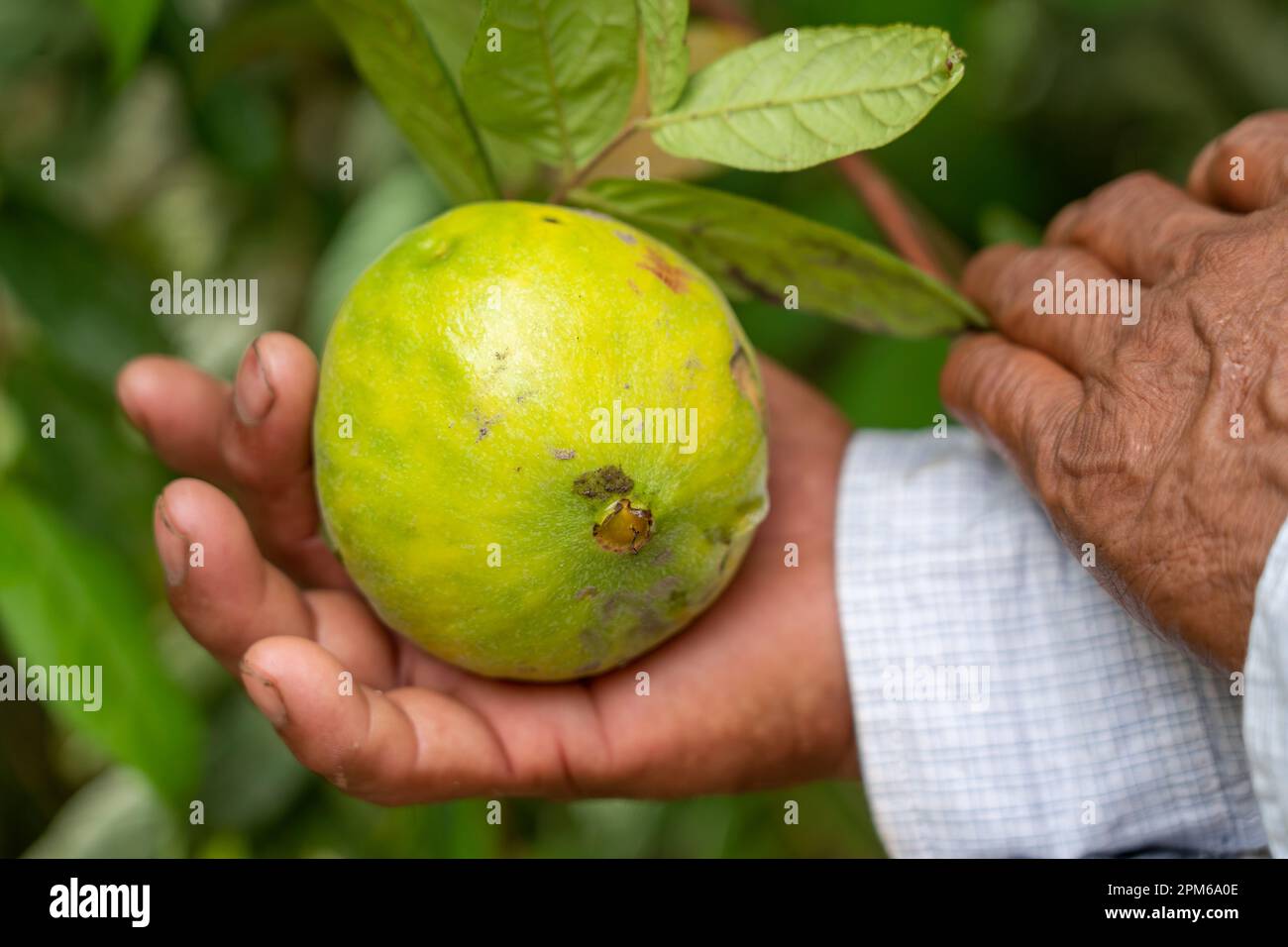 Tropische Guayaba-Früchte (Psidium guajava) aus dem peruanischen Amazonas Stockfoto
