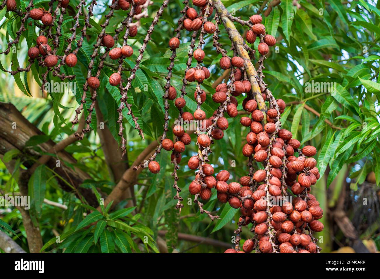 Aguaje-Früchte (Mauritia flexuosa) werden im peruanischen Amazonasbecken großflächig angebaut Stockfoto