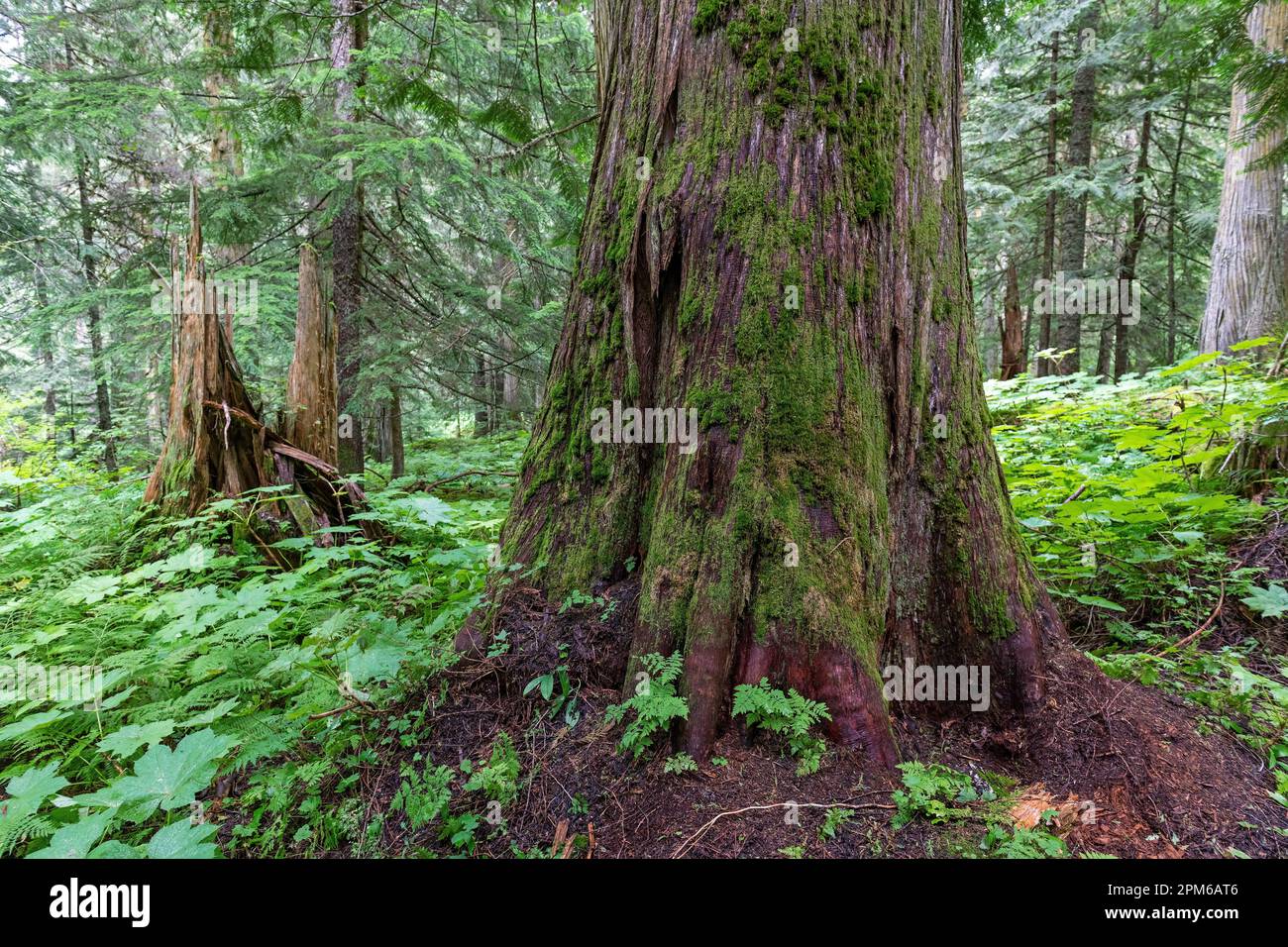 Westliche Zedernbäume und Farne im Ancient Forest of the Fraser River Valley in der Nähe von Prince George, British Columbia, Kanada. Stockfoto