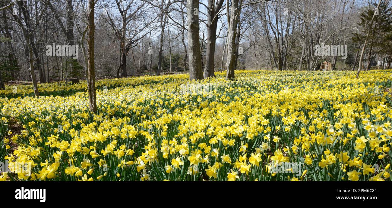 Ein Narzissenfeld im Parsons Field in South Dartmouth, Ma USA, Foto von Bill belknap Stockfoto