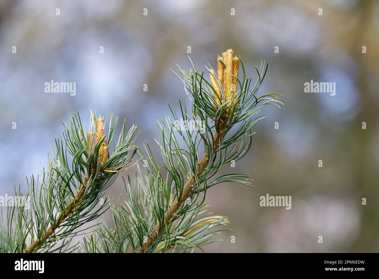 Junge Kiefernzapfen auf einem Ast im Frühling Stockfoto