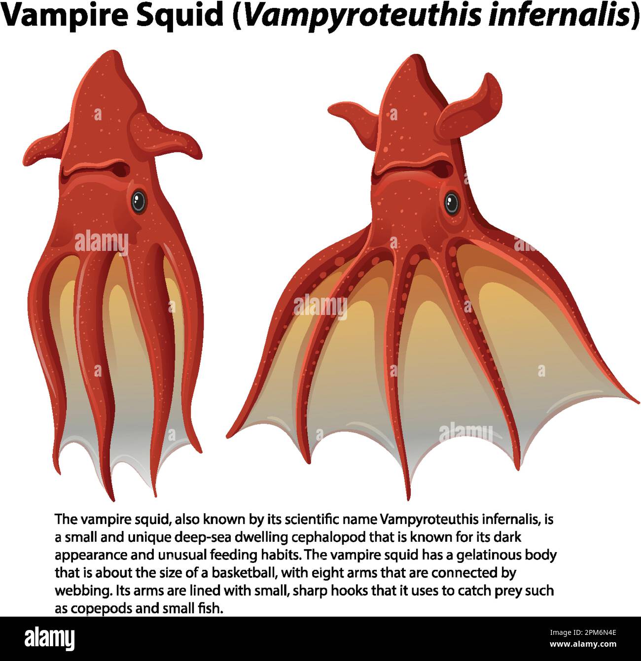 Vampir-Tintenfisch (Vampyroteuthis infernalis) mit informativer Textabbildung Stock Vektor