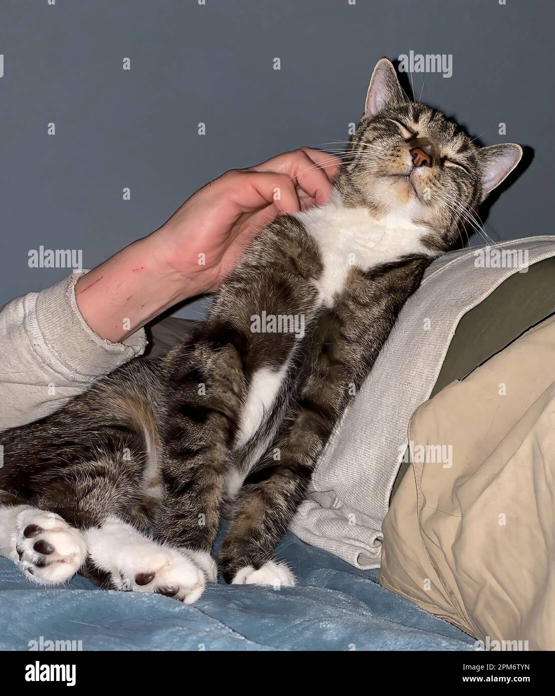 Eine glückliche Tabby-Katze hat sich den Hals gekratzt, von einem zurückgelehenen weißen Mann in einem Sweatshirt und Khakis, mit Kratzspuren an seinem Handgelenk. Lustige Tiere. Stockfoto