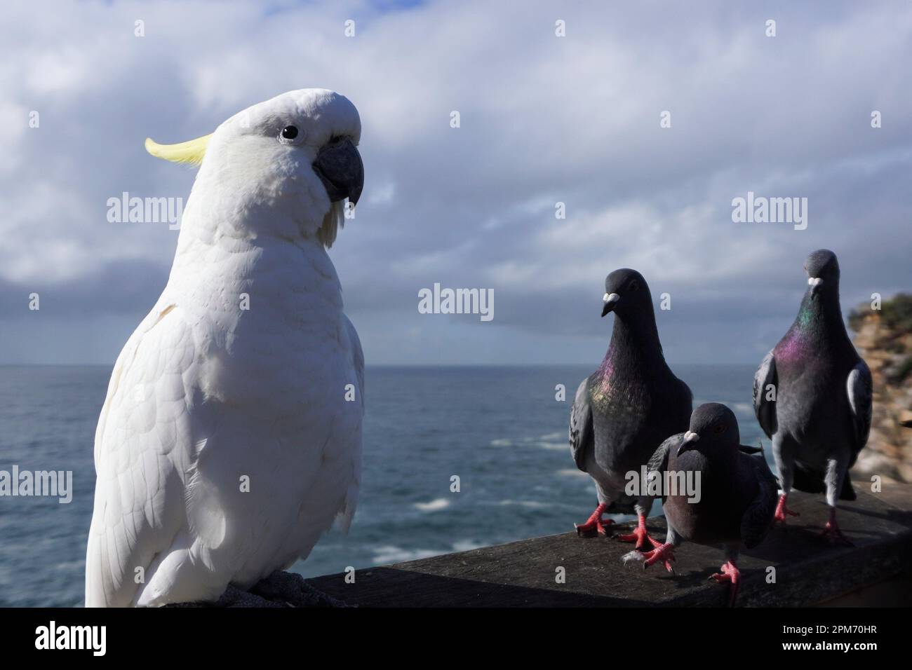 Sulphur-Crested Cockatoo, der eine sich nähernde Taubendelegation mit Beunruhigung beobachtet Stockfoto