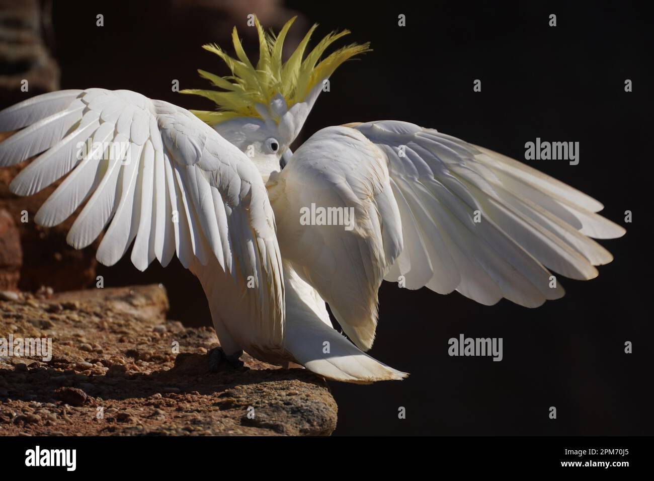Rückansicht eines hoch aufgesetzten Kakadu mit ausgestreckten Flügeln und nach oben gerichtetem Wappen Stockfoto