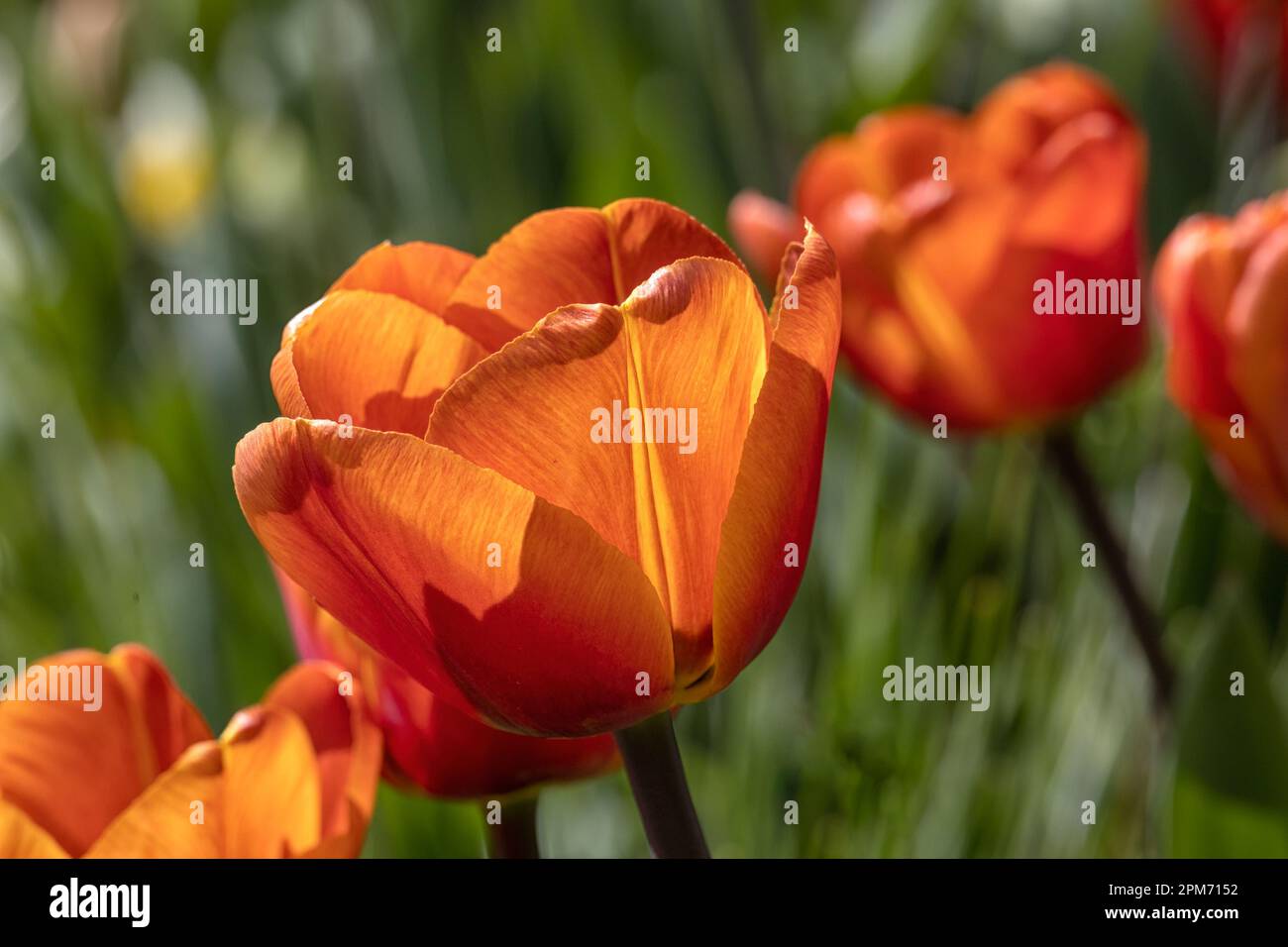 Tulpe „Brown Sugar“ im Frühling in einem Garten Stockfoto