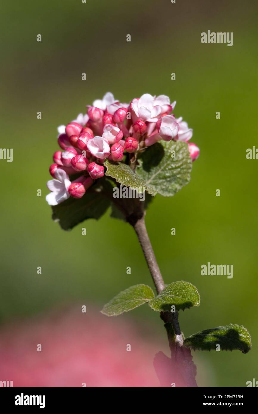 Die Blüten von arrowwood Viburnum carlesii 'Diana' im Frühling in einem Garten Stockfoto