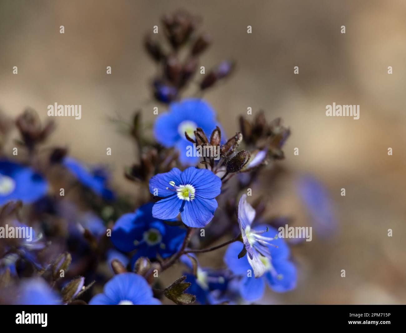 Nahaufnahme der Blumen von Veronica Umbrosa „Georgia Blue“ in einem Garten im Frühling Stockfoto