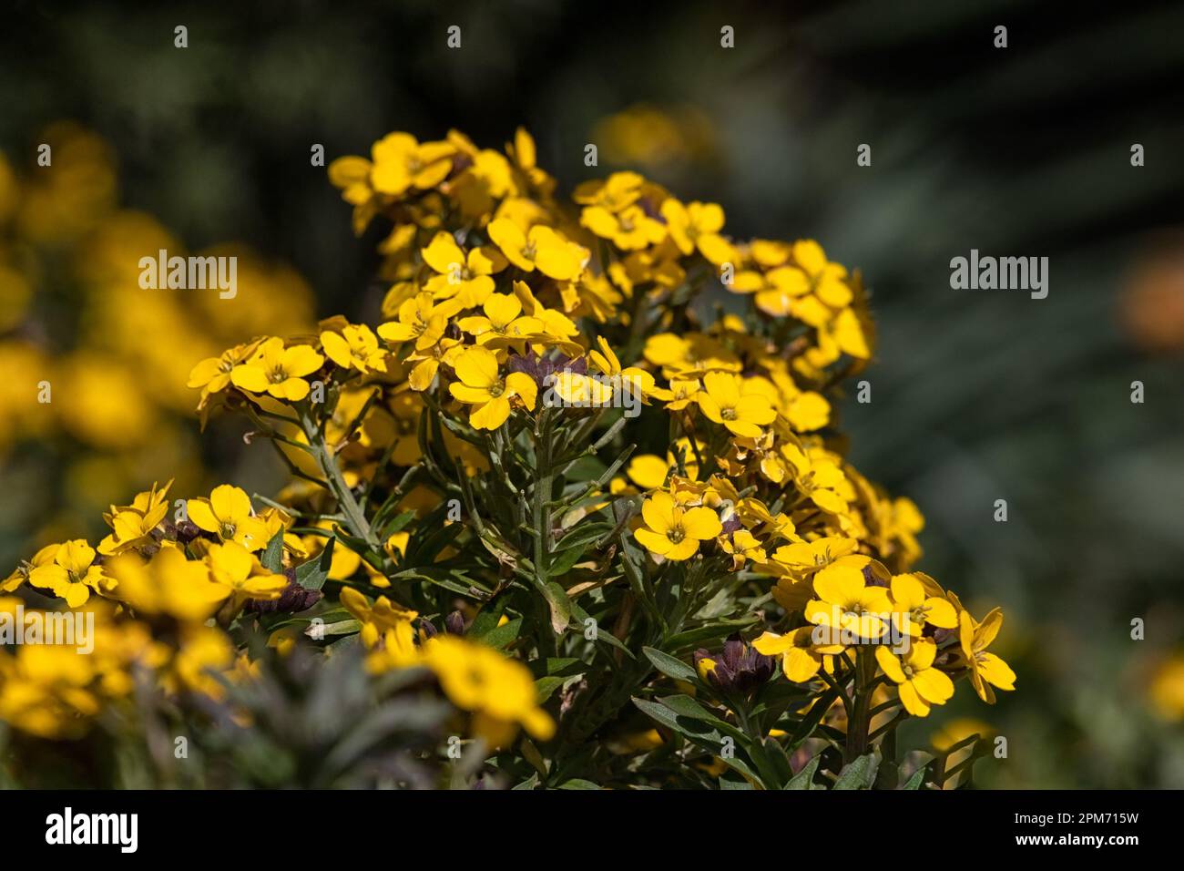 Nahaufnahme der Wandblumen Erysimum cheiri „Goldstaub“ in einem Garten im Frühling Stockfoto
