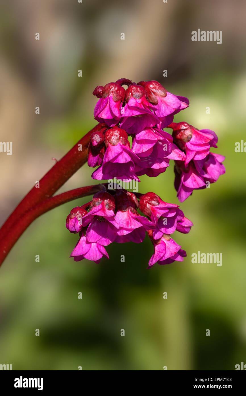 Nahaufnahme der Blumen von Berginia „Eroica“ in einem Garten im Frühling Berginia „Eroica“ Stockfoto