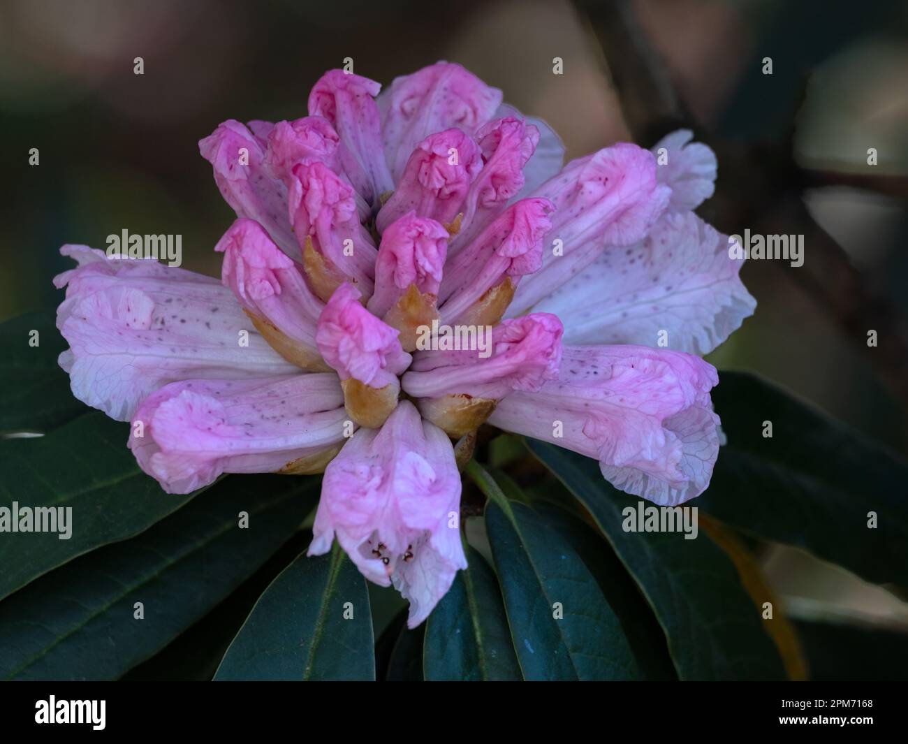 Nahaufnahme einer einzelnen Blume des Rhododendron-Arboreums in einem Garten im Frühling Stockfoto