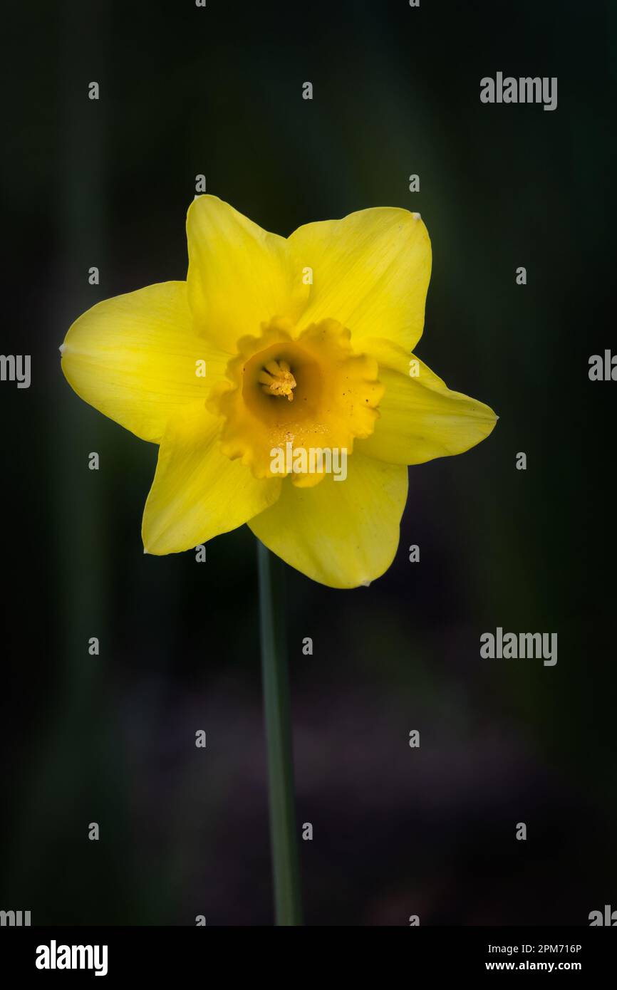 Einzelne Blume von Narcissus „Carlton“, isoliert vor einem dunklen Hintergrund Stockfoto