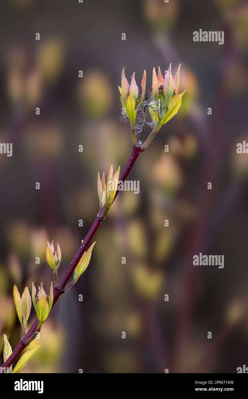Nahaufnahme von frischen Blättern und Trieben von Cornus alba „Aurea“ in einem Garten im Frühling Stockfoto