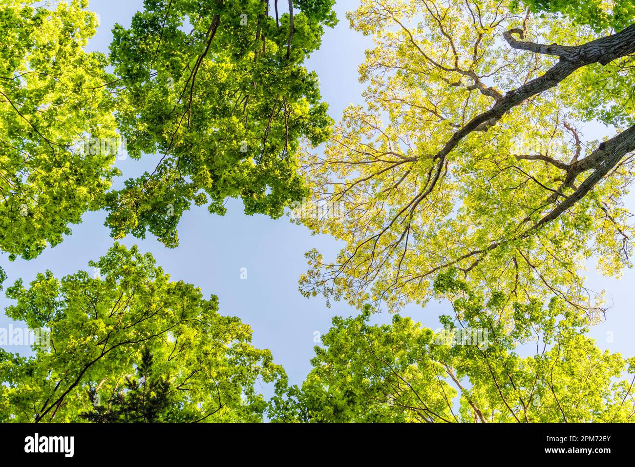 Frühlingsbäume, Ahornbäume Acer Sp. Und Eiche Quercus sp., die auf Baumkronen blickt, Naturea und blauer Himmel. Resilienz, Stärke und Beauty Spring Hintergrund. Stockfoto