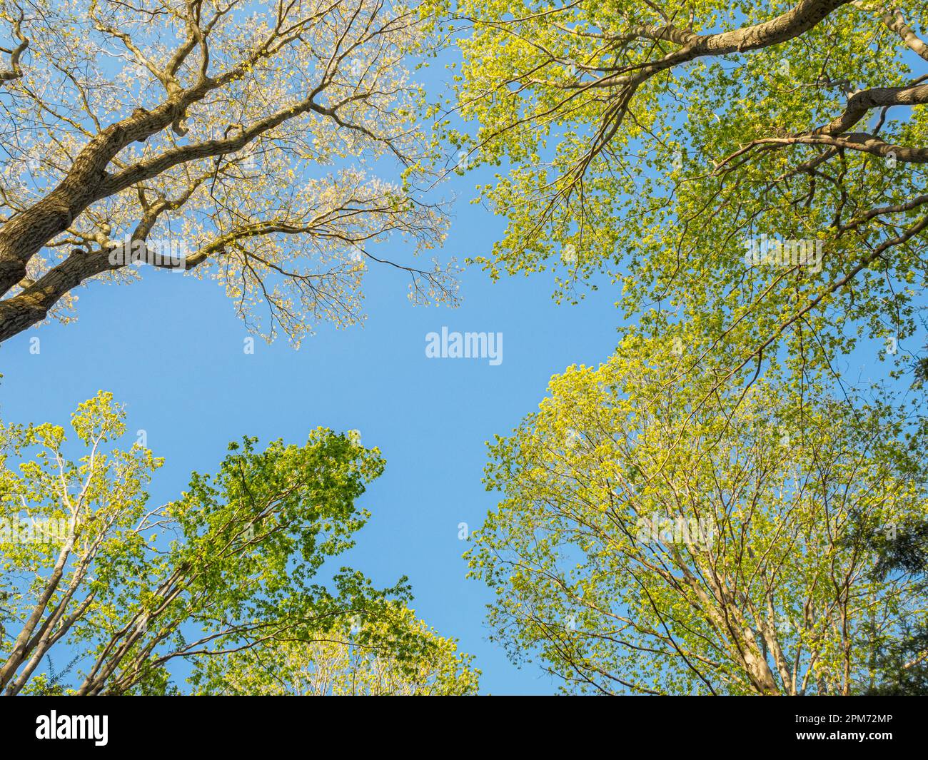 Ahorn Acer sp. Und Eiche Quercus sp. Bäume hauen ab und blicken auf den blauen Himmel Natur Hintergrund Stärke und Schönheit, neues Wachstum im Frühling. Stockfoto