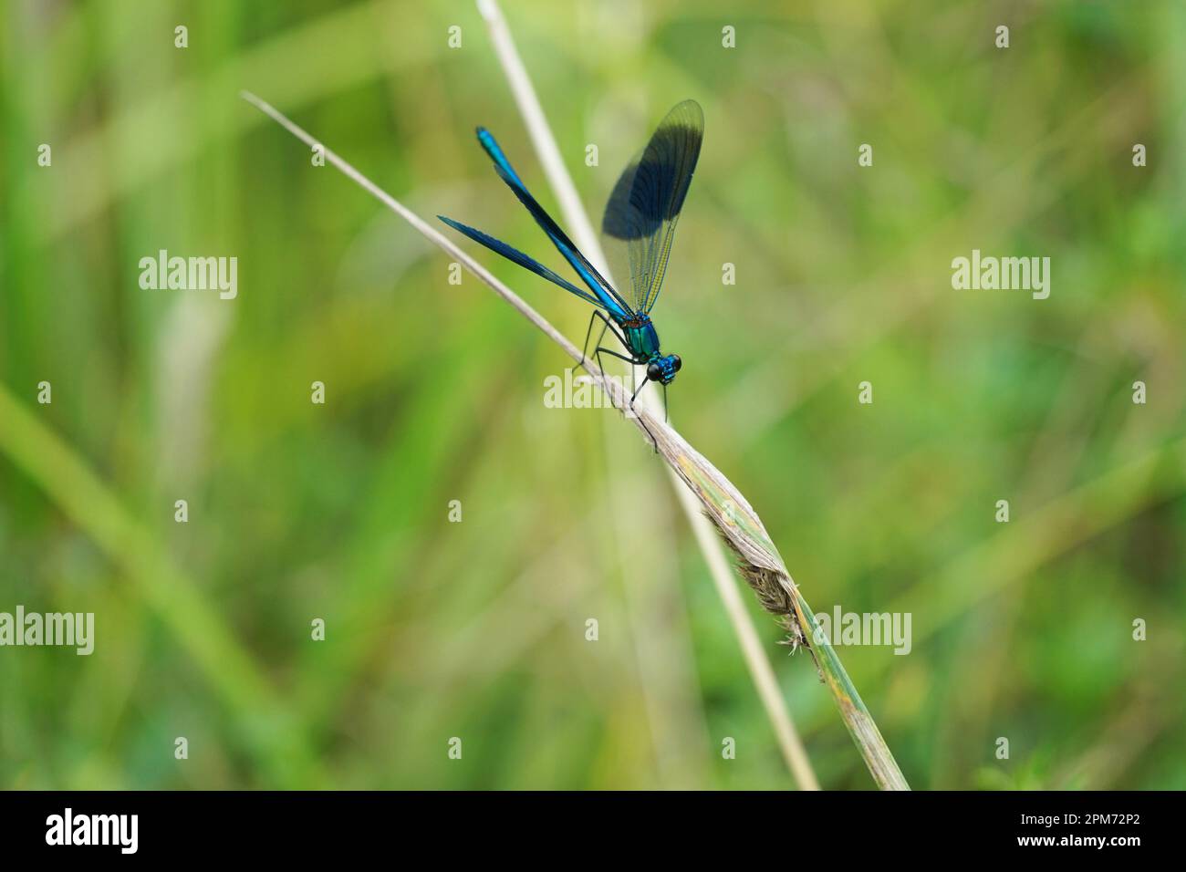 drachenfliegen-Libelle auf einer Wiese an einem Fluss und See, groß, Vils, Fluss, Deutschland, Deutschland Stockfoto