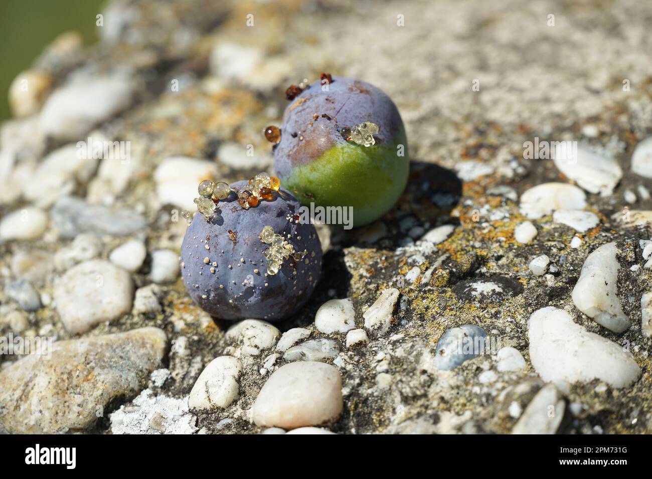 Pflaumenbaum trockene Früchte Früchte, Lebensmittelabfälle, trockene Früchte an einer Wand in der Sonne farbenfrohe Umgebung. Pflaume Pfaumenbaum Frucht Obst Herbst Stockfoto