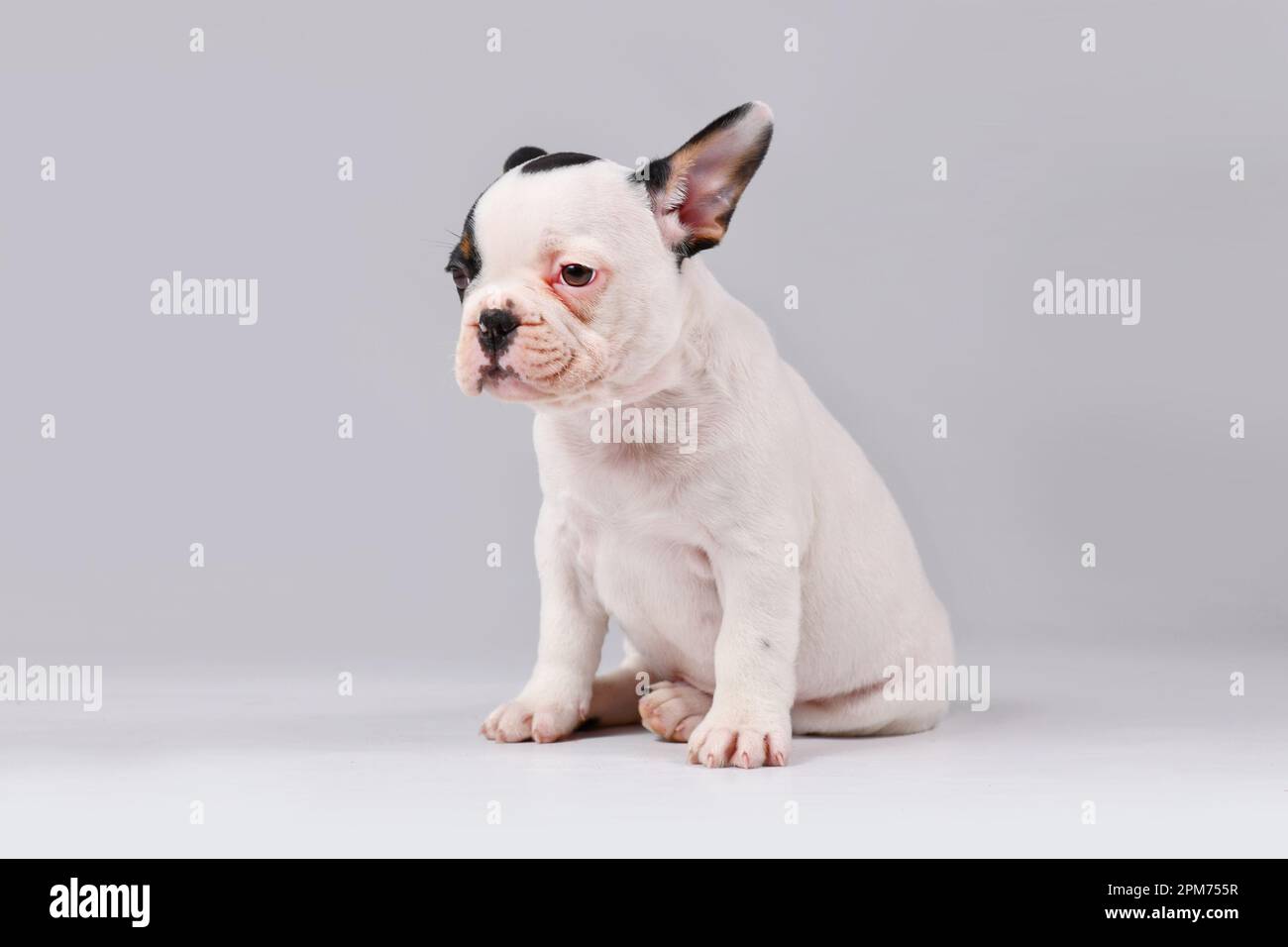 Ein brauner französischer Bulldog-Welpe sitzt auf weißem Hintergrund Stockfoto