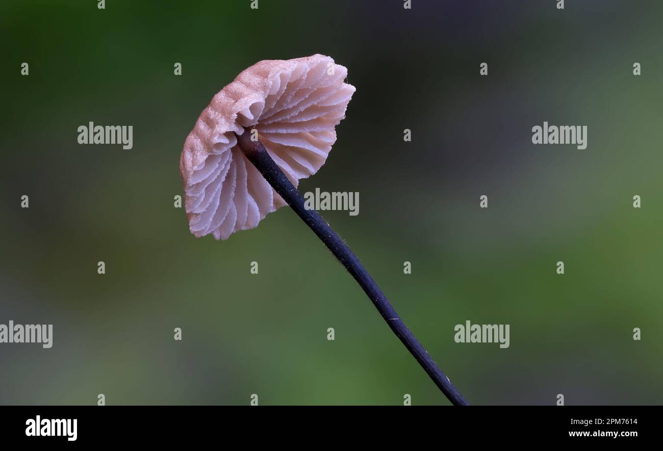 Makro-Nahaufnahme von Marasmius-Pilzen in Hobart, Tasmanien, Australien Stockfoto