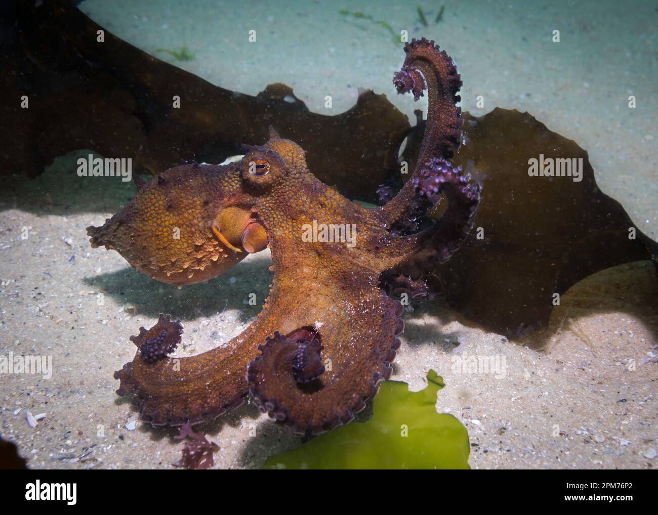 Gewöhnlicher Tintenfisch (Octopus vulgaris), der sich selbst auf dem Meeresboden tarnt, mit einem Seetang, der seine Tentakel dreht Stockfoto