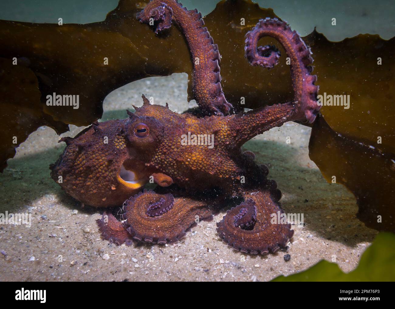 Gewöhnlicher Tintenfisch (Octopus vulgaris), der sich selbst auf dem Meeresboden tarnt, mit einem Seetang, der seine Tentakel dreht Stockfoto