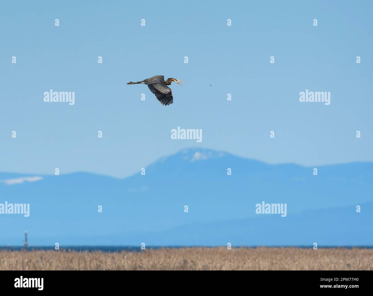 Pacific Great Blue Heron, Ardea herodias Fannini, versucht, fallengelassene Fische zu fangen, George C. Reifel Wandervogel-Schutzgebiet, Delta, British Columbia, Ca Stockfoto