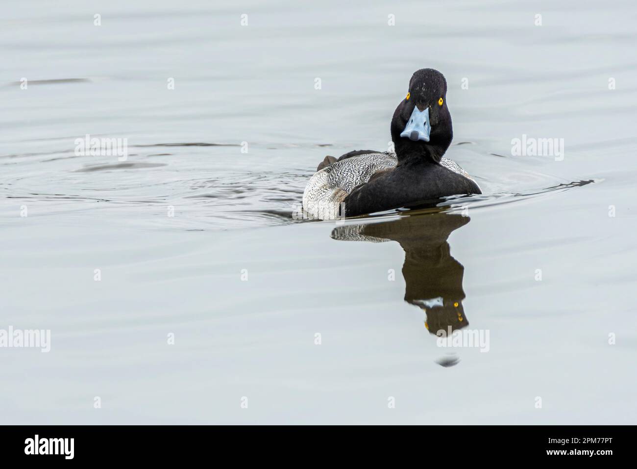 Lesser Scaup, Aythya affinis, Burnaby Lake Regional Park, Burnaby, British Columbia, Kanada Stockfoto