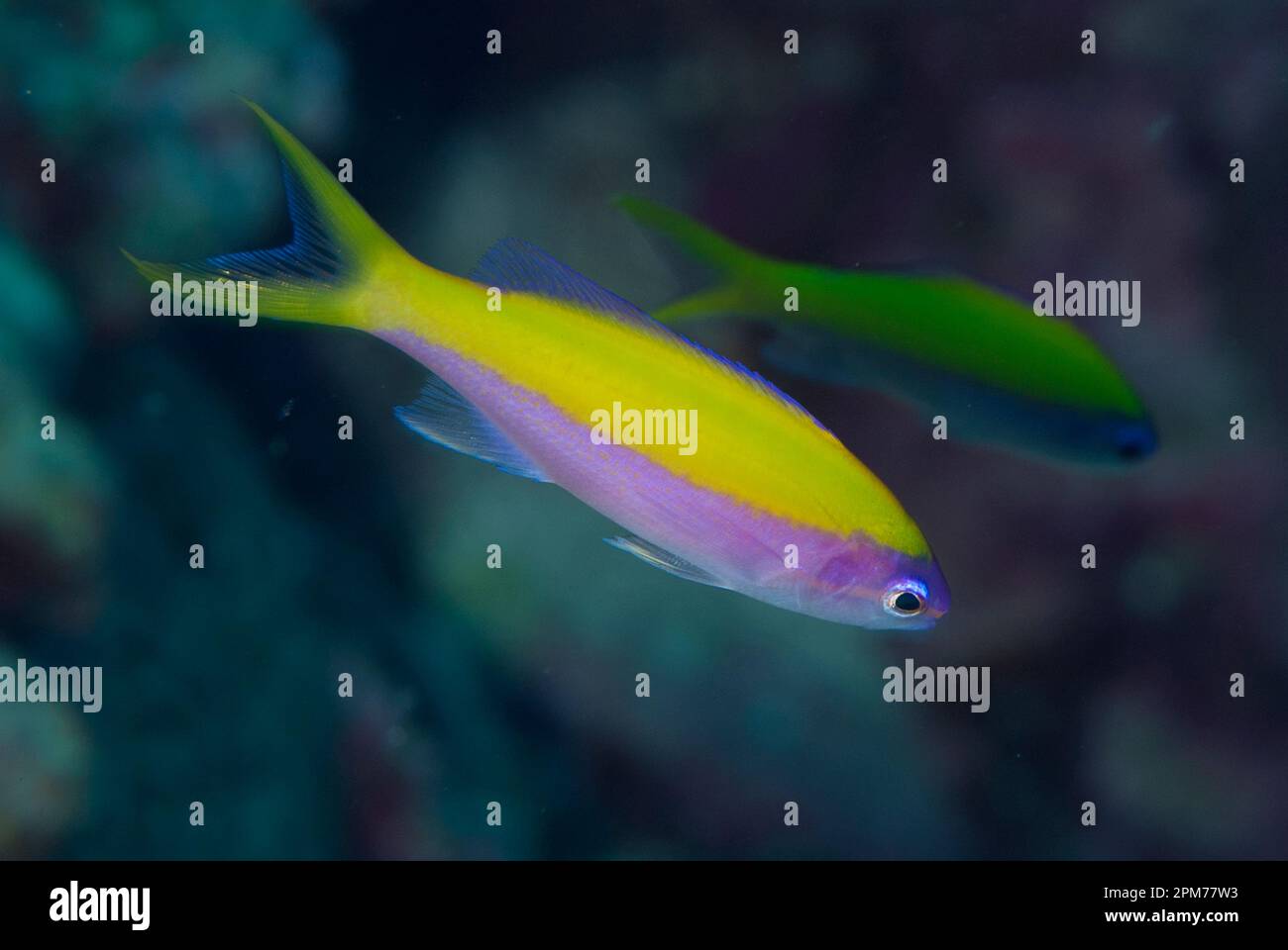 Yellowback Anthias, Pseudanthias evansi, Flying Fish Cove Beach Tauchplatz, Christmas Island, Australien Stockfoto