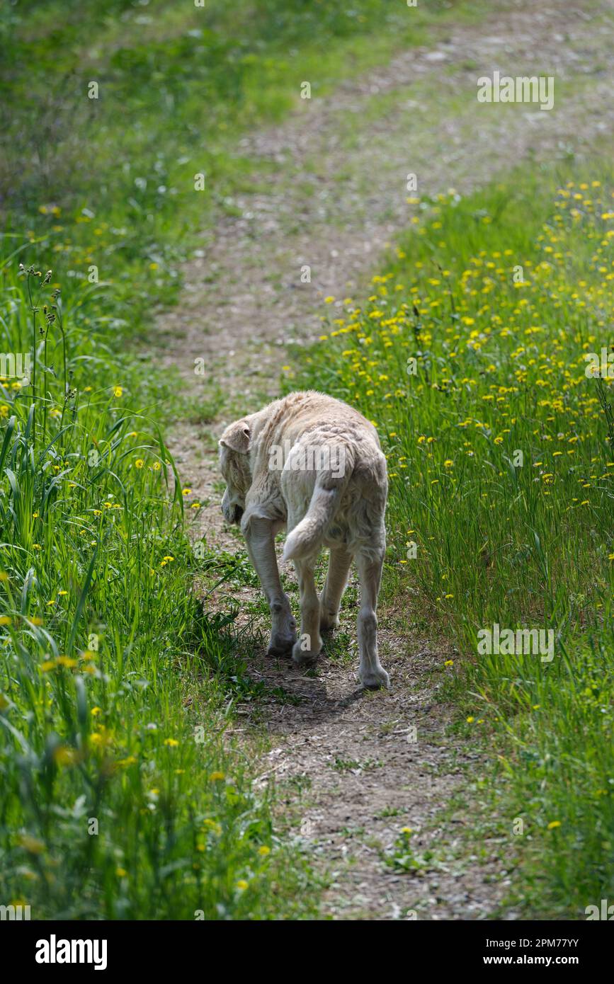 Ein älterer 13 Jahre alter Labrador Retriever, der durch die Waldgegend spaziert Stockfoto