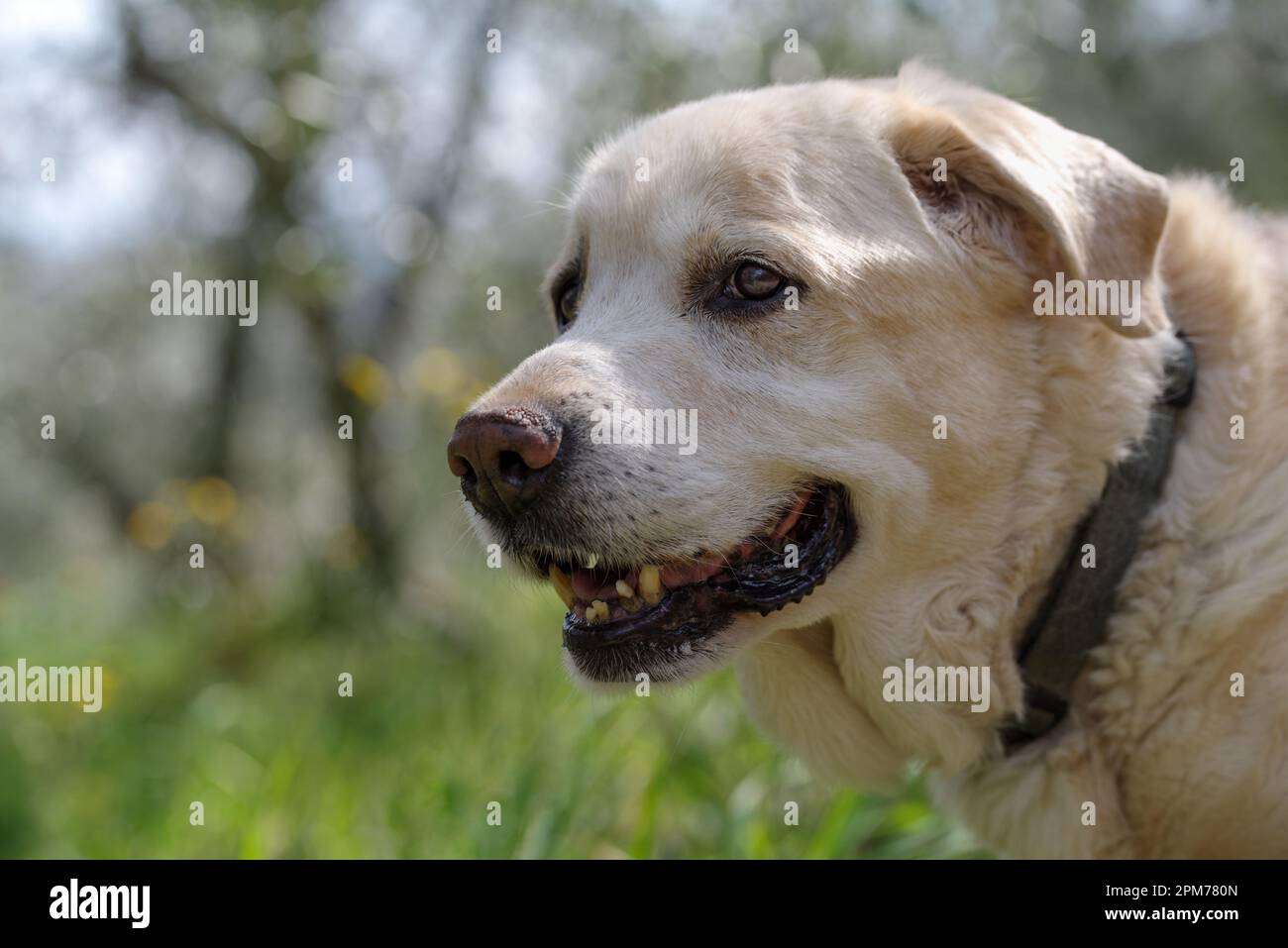 Ein älterer Labrador Retriever 13 Jahre alt, stehend und wegblickend Stockfoto