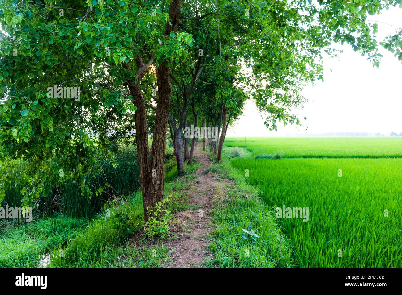 Weg durch die wunderschöne Natur mit grünen Bäumen und grünem Reisfeld. Natürliche Art mit ruhiger grüner Umgebung. Stockfoto