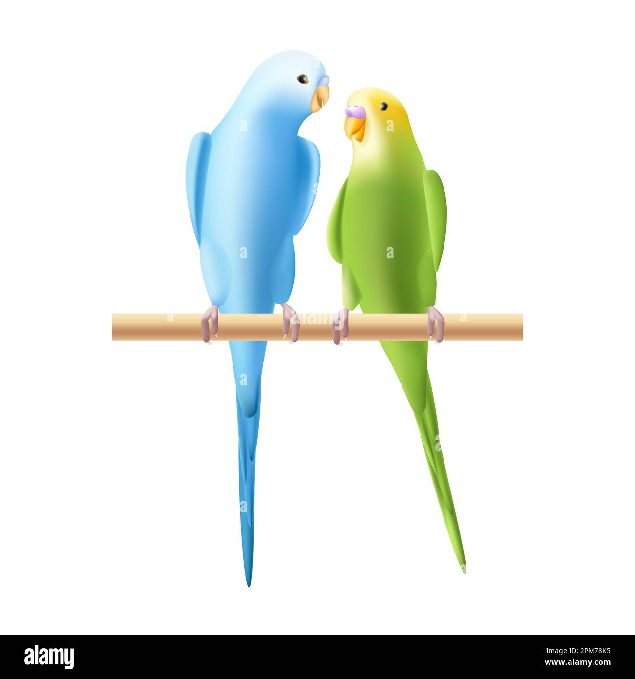 Wellensittich oder Wellensittich-Papagei. Zwei Vögel, Familie, Paar. Symbol für tropische Vögel in Australien isoliert Stock Vektor