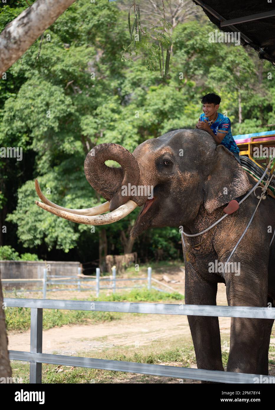 Elefant mit Mahout. Elefanten-Kindergarten, wo Elefanten für Geld auf Touristen reiten. Thailand Elefantenritt. Vertikales Bild Stockfoto