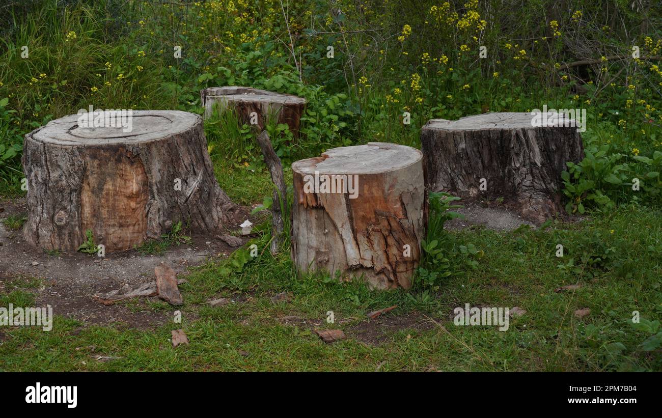 Alte Baumstümpfe mit den altersbestimmenden Ringen eines Baumes Stockfoto