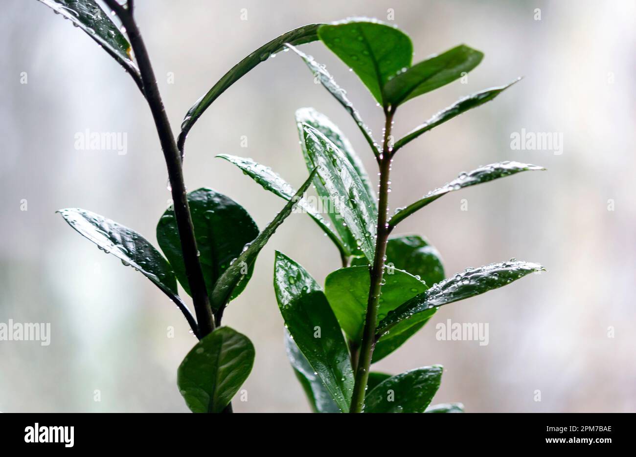 Selektiver Fokus auf helle und dunkle Blätter von Zamioculcas Zamiifolia. Draufsicht auf Blumenblätter mit Wassertropfen. Blumenhintergrund Stockfoto