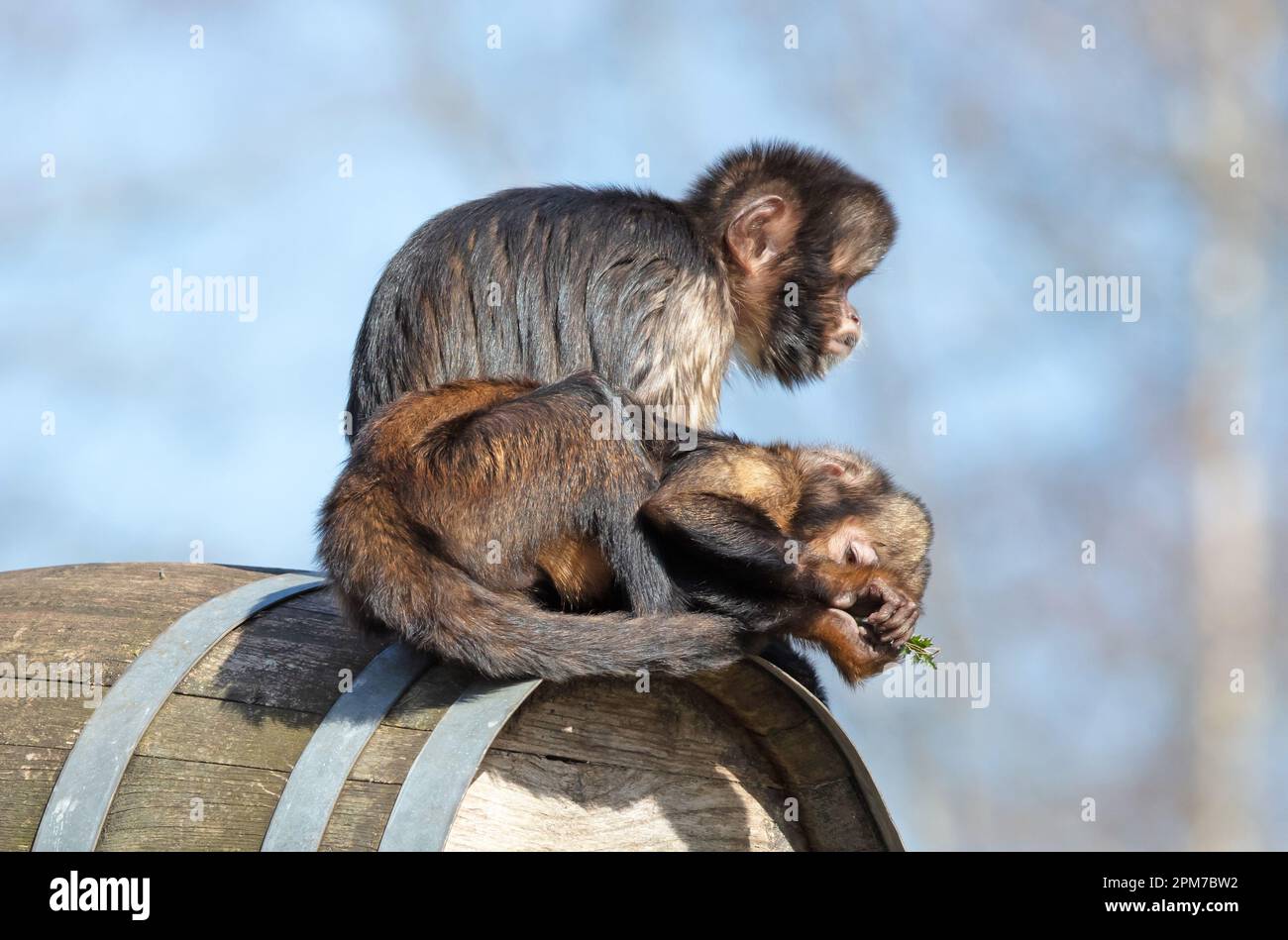 Goldenes Gürtelkapuchin (Sapajus xanthosternos) sitzt auf einem Fass, paarweise Stockfoto