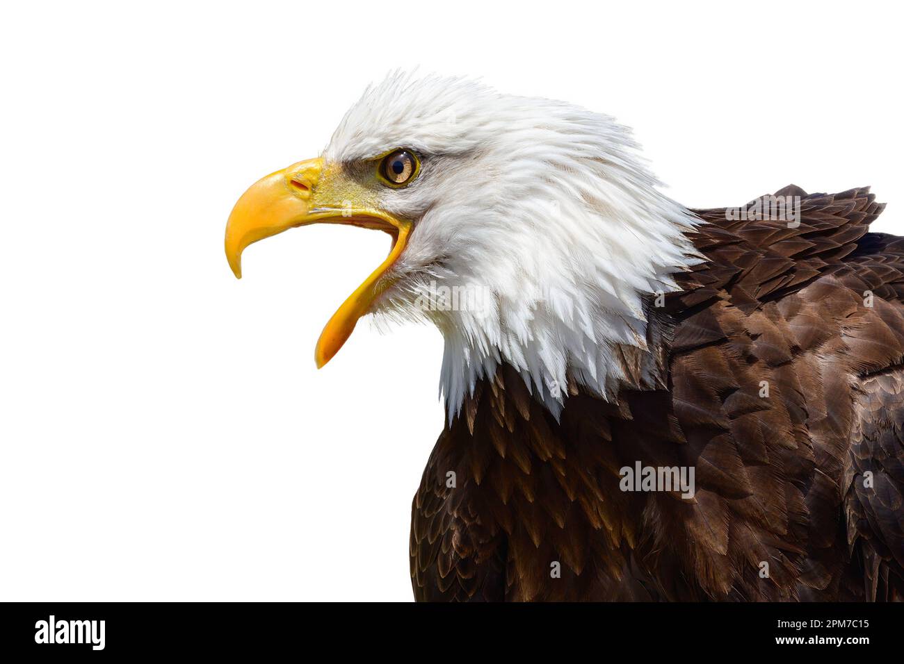 Weißkopfadler. Nahaufnahme eines Adlers. Amerikanischer Seeadler. Raubvogel, isoliert auf weißem Hintergrund mit Kopierraum. Stockfoto