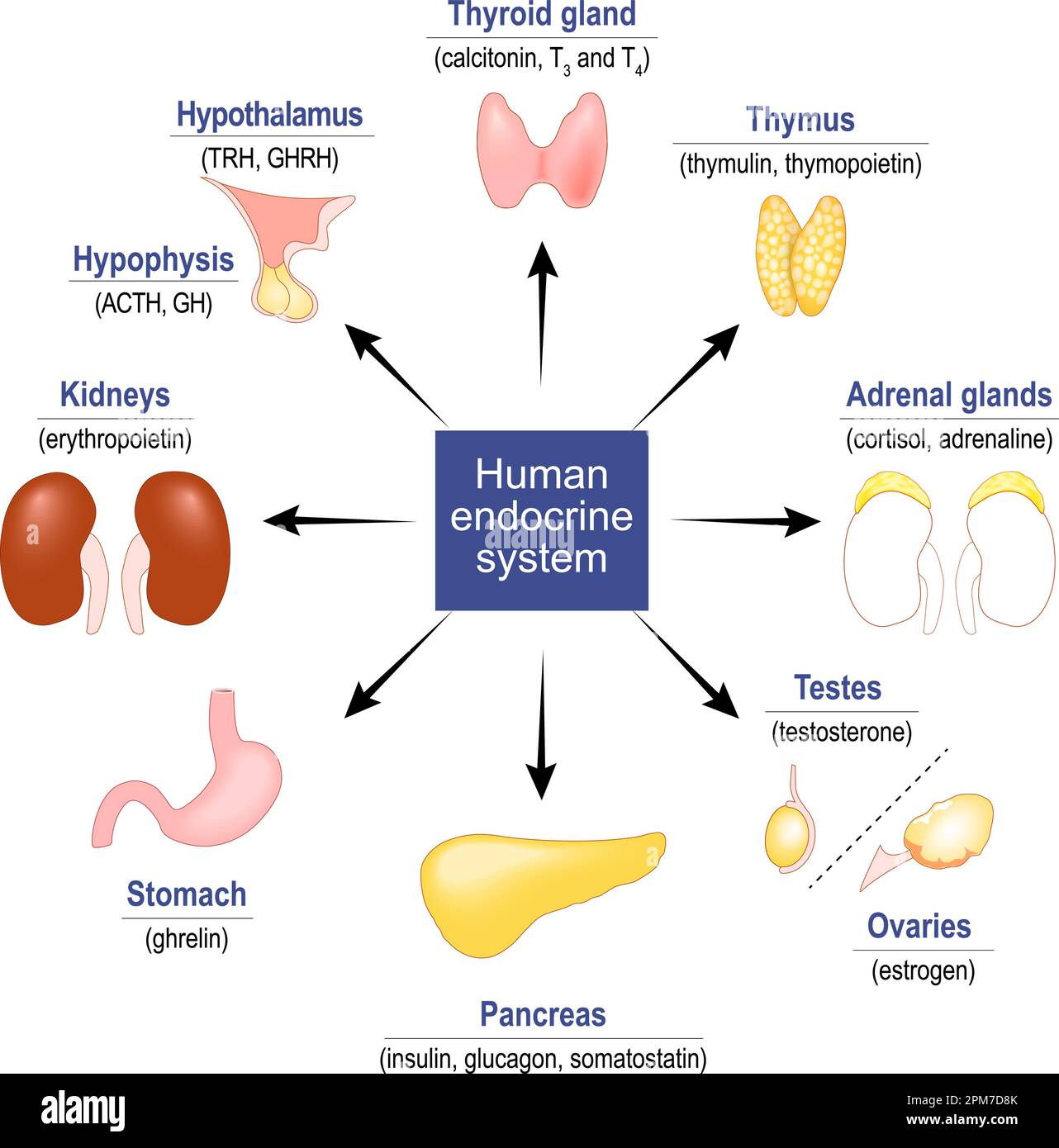 Menschliches endokrines System. Drüsen und Hormone. Symbole festlegen. vektordarstellung Stock Vektor