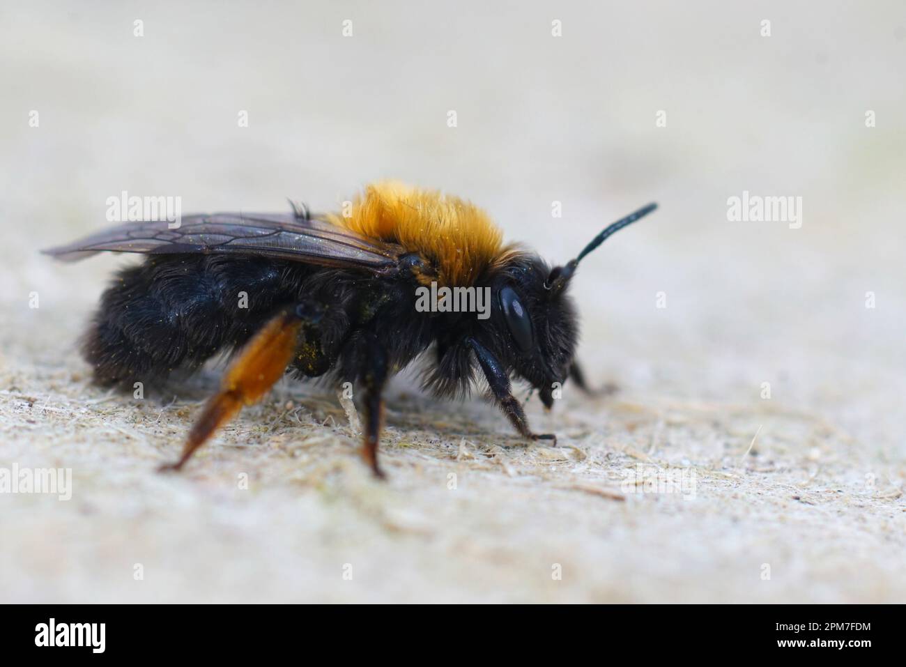 Detaillierte Nahaufnahme einer weiblichen Clarkes Bergbaubiene, Andrena Clarkella Stockfoto