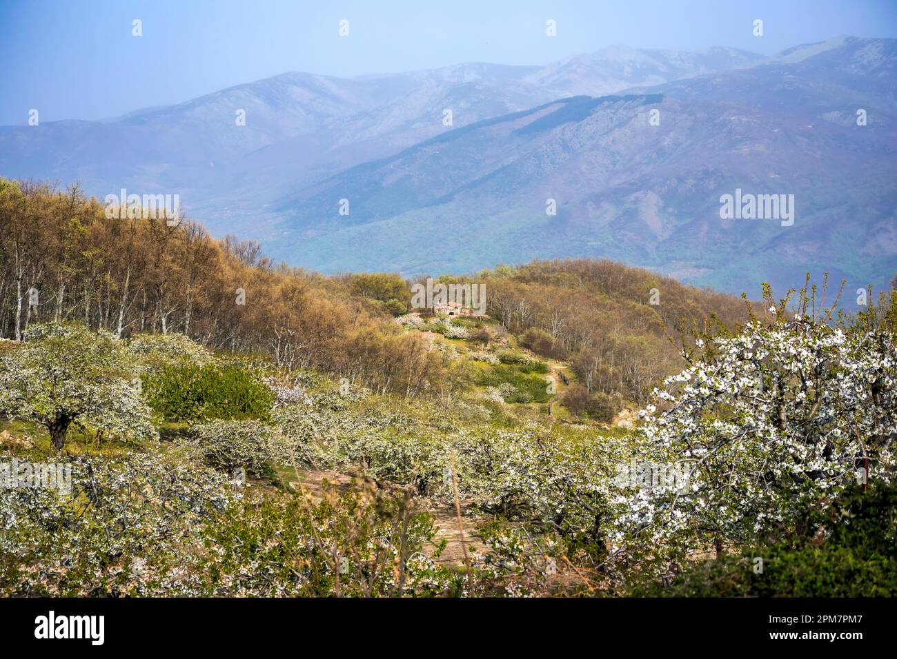 Malerische Landschaft vom Gipfel des Valle del Jerte in Cceres, Spanien mit Bergen im Hintergrund, Wald mit blattlosen Bäumen und rur Stockfoto