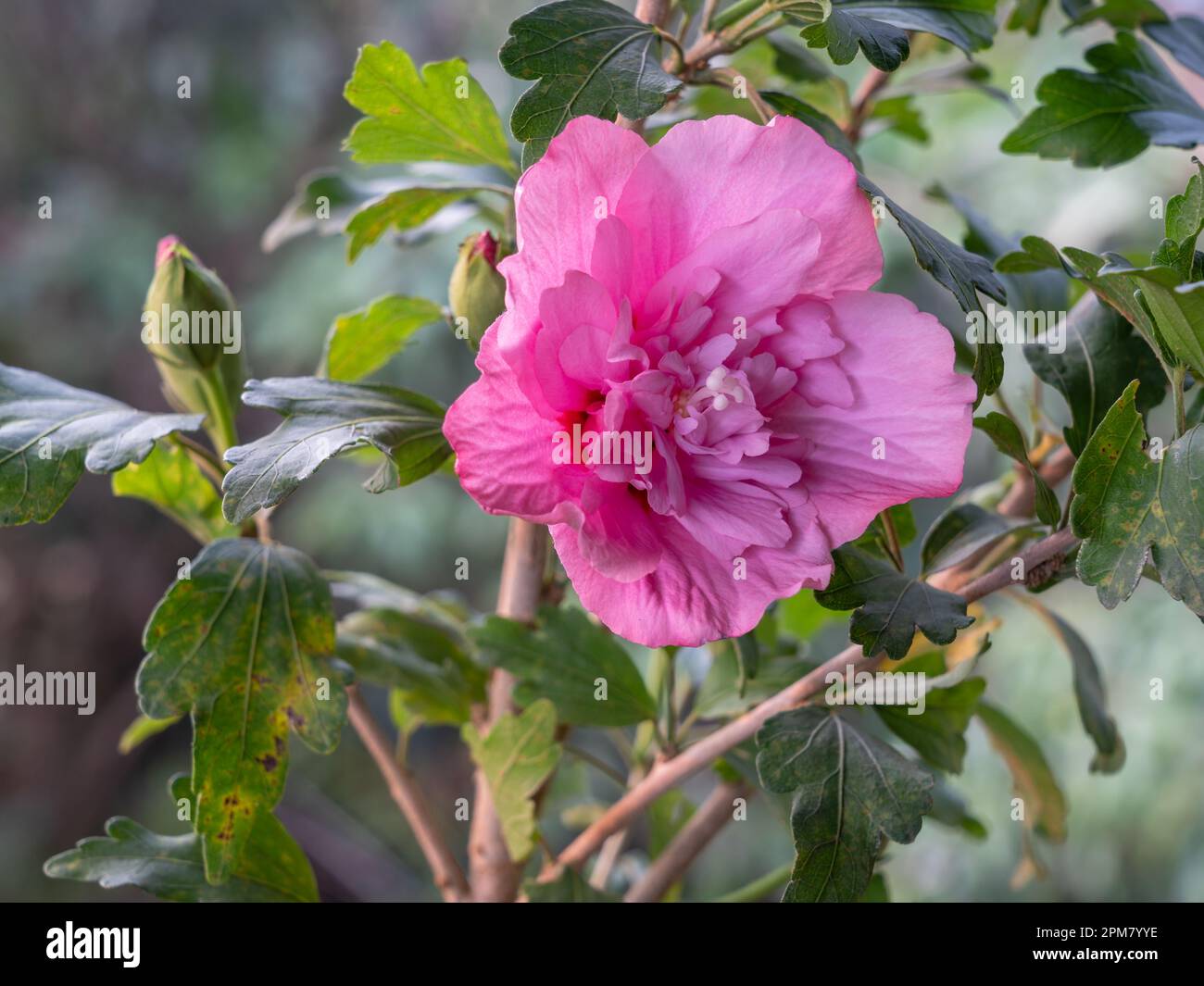 Aus nächster Nähe können Sie die wunderschöne rosa und rote Doppelblume des Hibiscus syriacus, auch bekannt als Strauß althea, oder Rosenblüte im Freien auf natürlichem Hintergrund bewundern Stockfoto