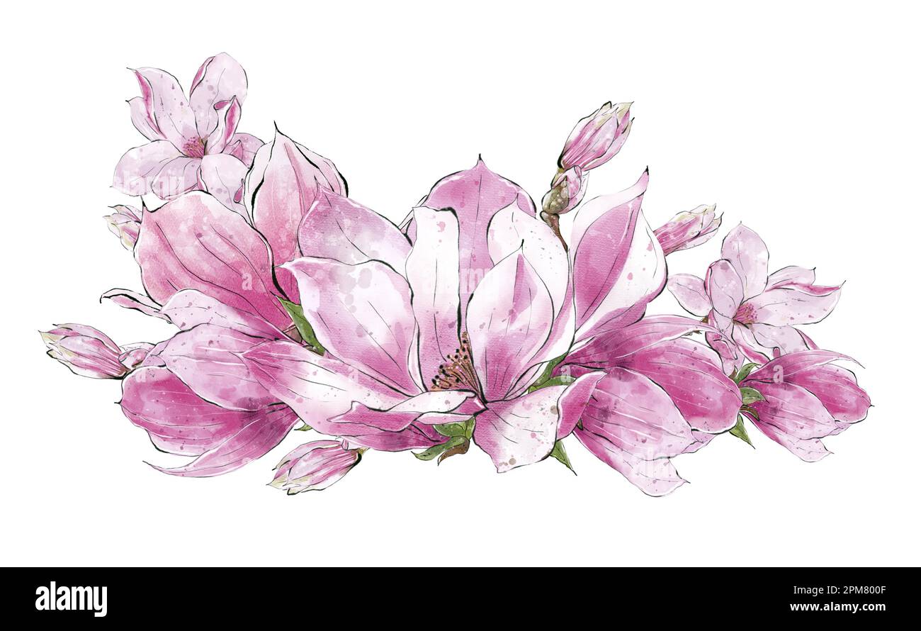 Aquarell Magnolienblüten-Arrangement auf weißem Hintergrund. Handzeichnung Botanischer Illustrationen, isoliert. Stockfoto