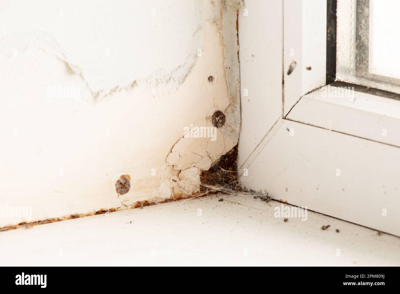 Ein Fenster in einem Apartment mit hoher Luftfeuchtigkeit und Pilzen an den Wänden, ein dunkles Fenster mit Spinnweben und Insekten Stockfoto