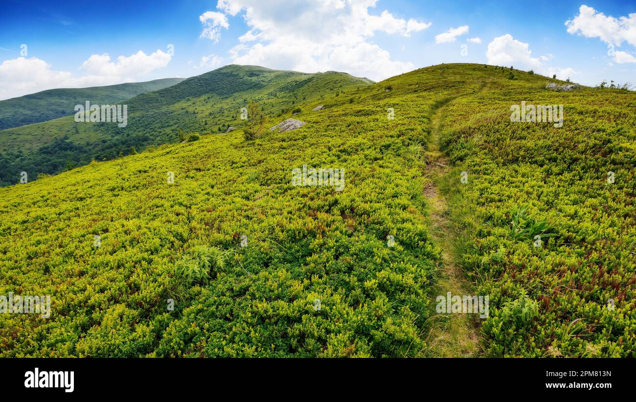 Steiler Weg den Hügel hinauf. karpaten-Berglandschaft im Sommer. Konzept „schwieriger Weg zum Erfolg“ Stockfoto