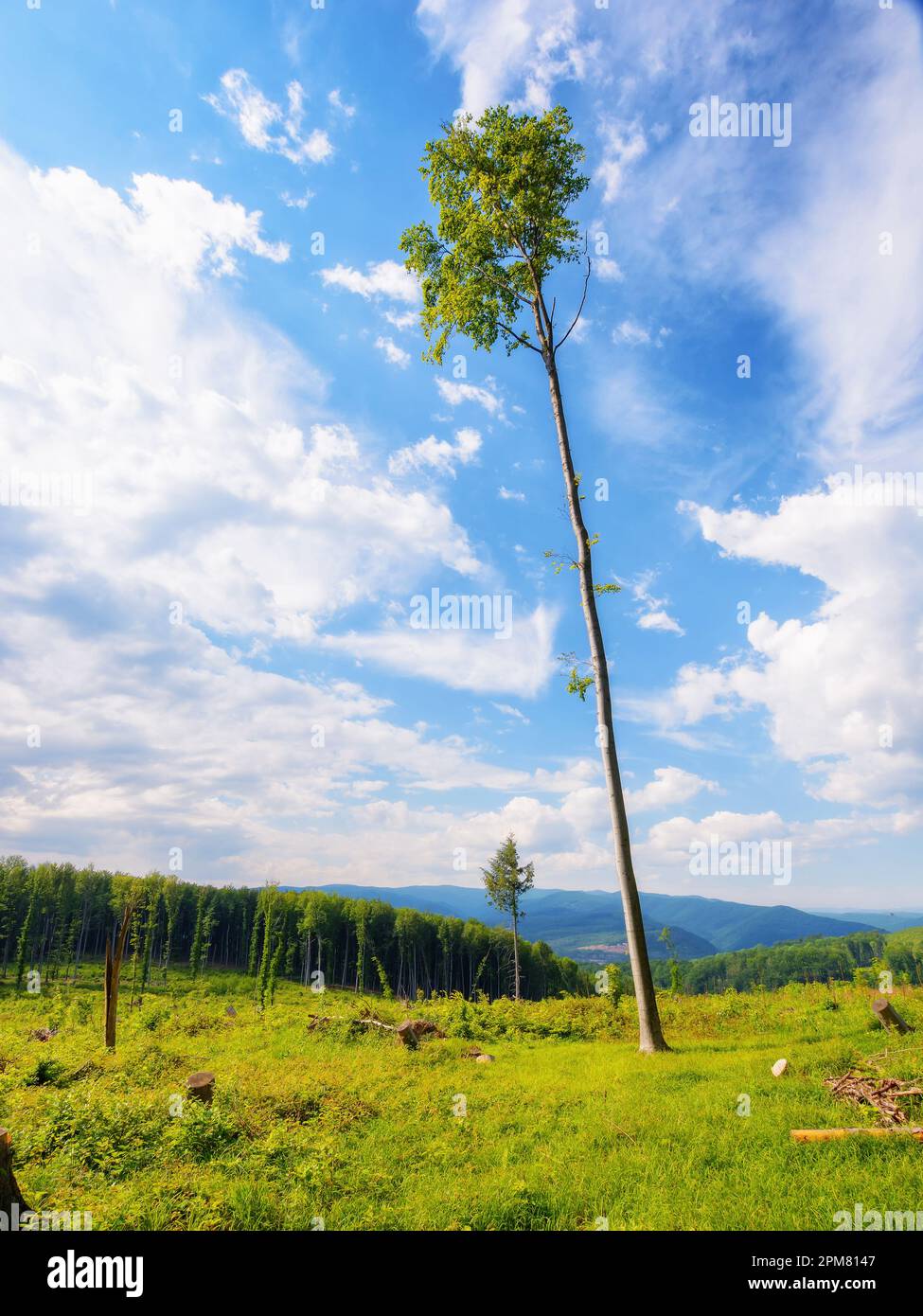 Holzschnitt und Entwaldung. Konzept für Umweltkatastrophen. karpatianergebirge im Sommer Stockfoto